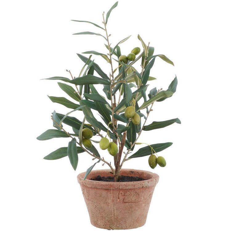 16" Olive Tree in Clay Pot
