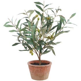 25" Olive Tree in Clay Pot