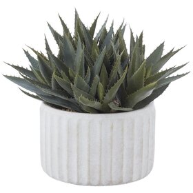 10" Agave in Cement Pot