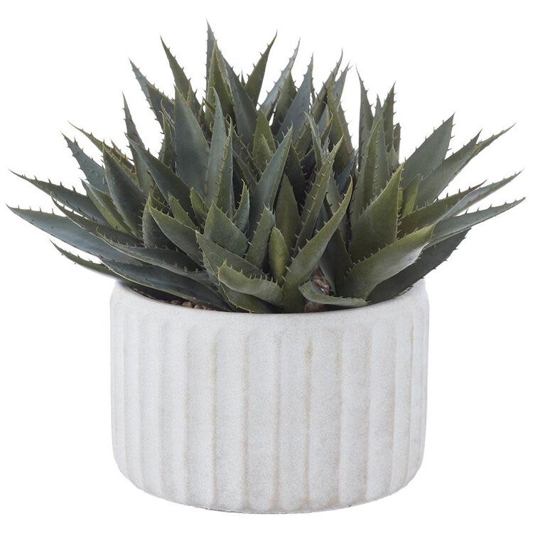 10" Agave in Cement Pot