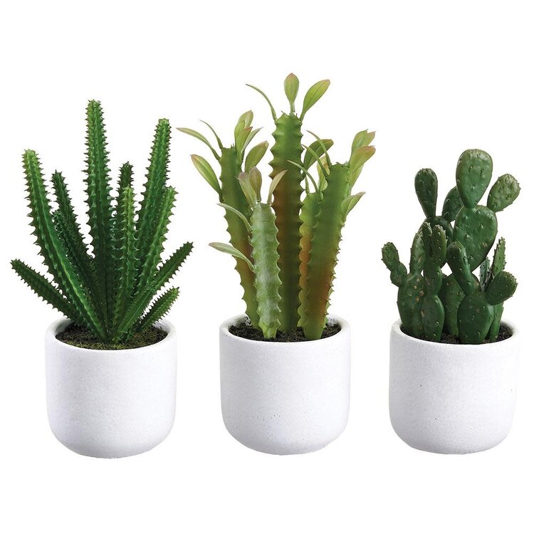 7"-9" Cactus in Cement Pot (priced per piece)
