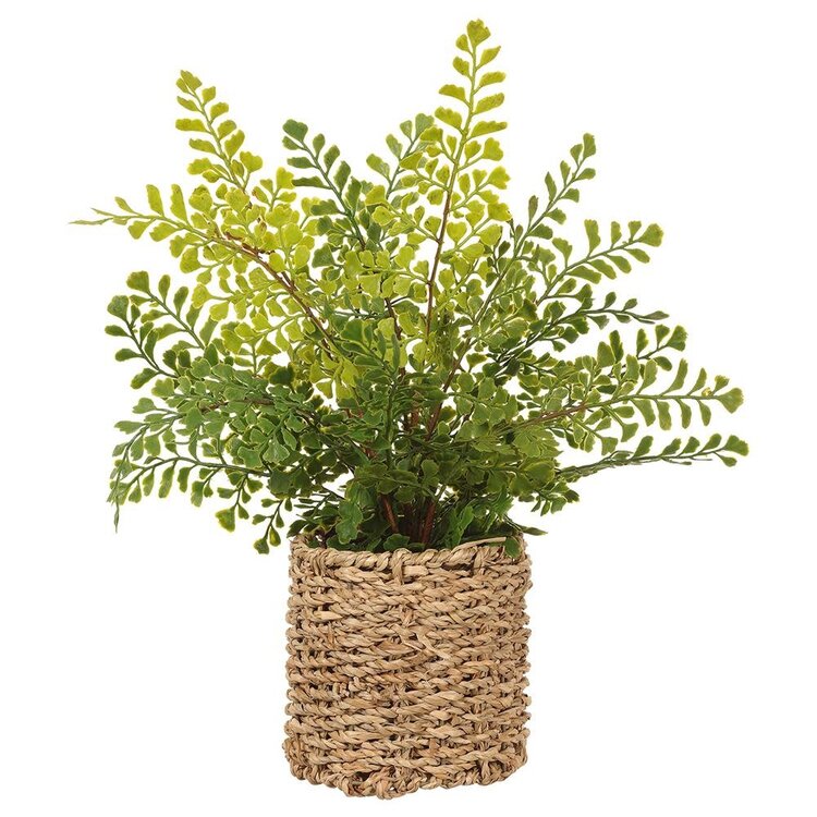 15" Maidenhair Fern in Basket