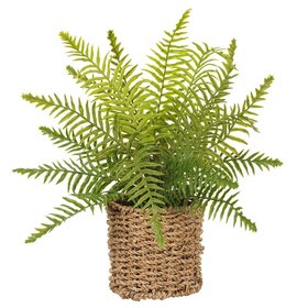 15" Boston Fern in Basket