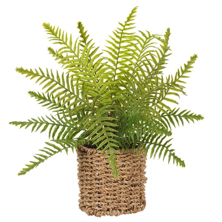 15" Boston Fern in Basket
