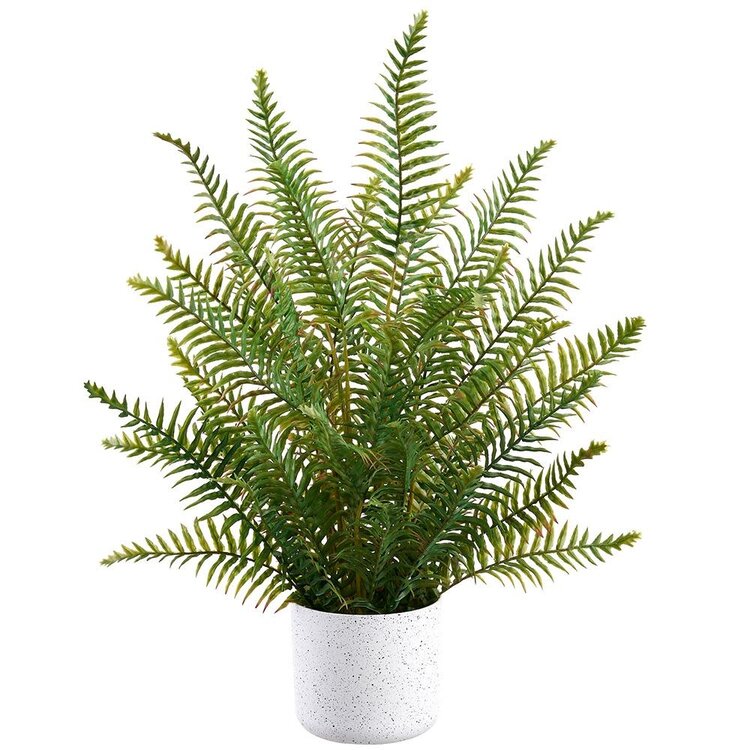 24" Fern in Plastic Pot