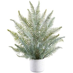 24" Fern in Plastic Pot