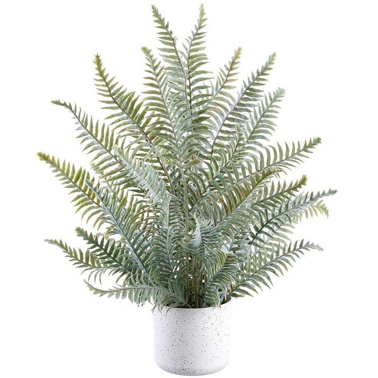 24" Fern in Plastic Pot