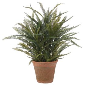 41"boston Fern in Clay Pot