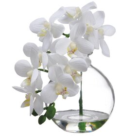 10" Phalaenopsis Orchid in Glass Vase