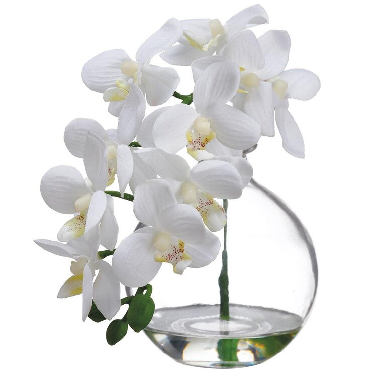 10" Phalaenopsis Orchid in Glass Vase