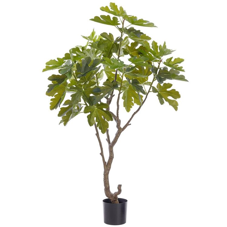 5' Fig Tree in Plastic Pot