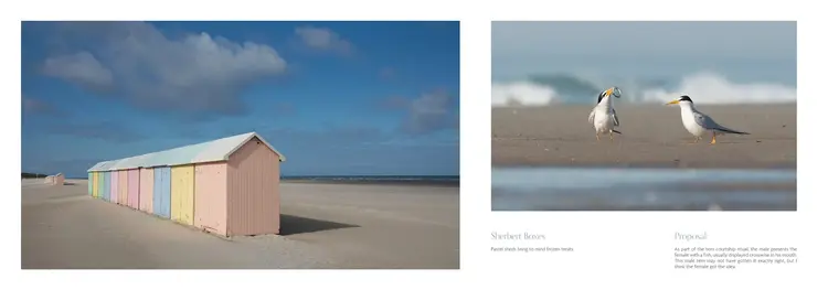 Schiffer Publishing Beaches: Celebrating Stones, Sand, and Surf