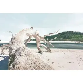 Driftwood Perspective