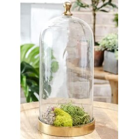 14.5" Glass Cloche w/ Gold Base