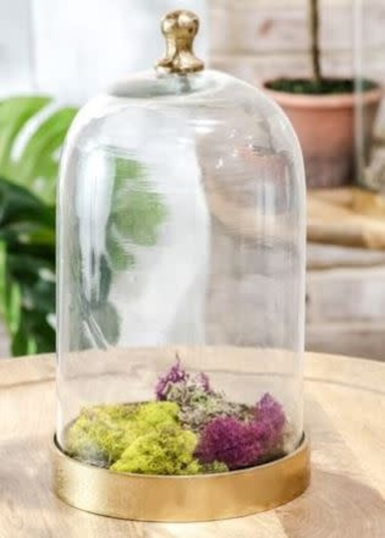 12" Glass Cloche w/ Gold Base