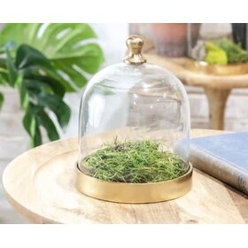 8" Glass Cloche w/ Gold Base