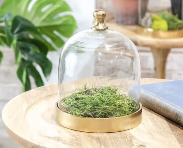 8" Glass Cloche w/ Gold Base