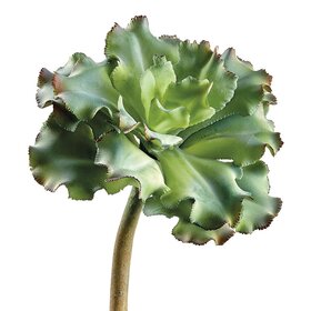 10" Ruffled Echeveria Pick- Green Gray