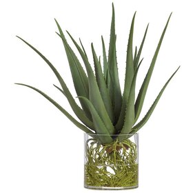 Agave w/ Roots in Glass Vase