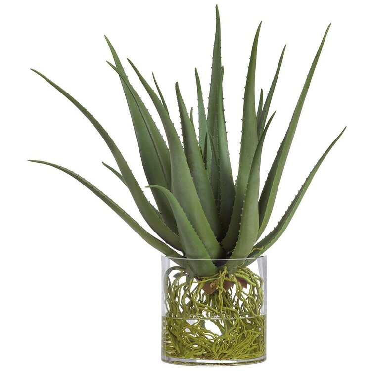Agave w/ Roots in Glass Vase
