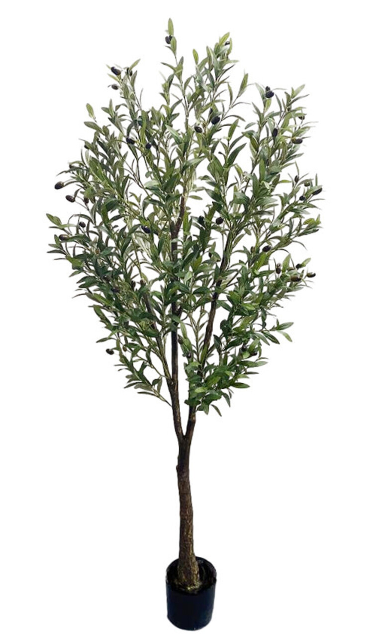 Jes & Gray Olive Tree, 71" H