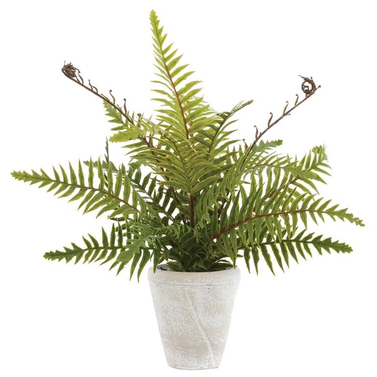 14" Soft PE Boston Fern