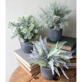 Fern with Round Grey Pot
