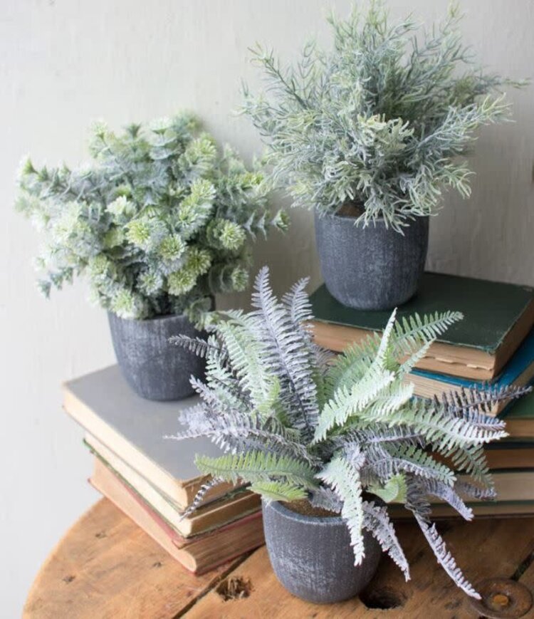 Fern with Round Grey Pot