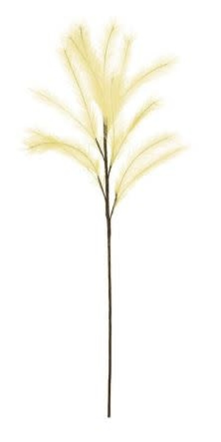 Pampas Stem
