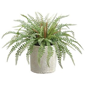 14" Sword Fern in Cement Container