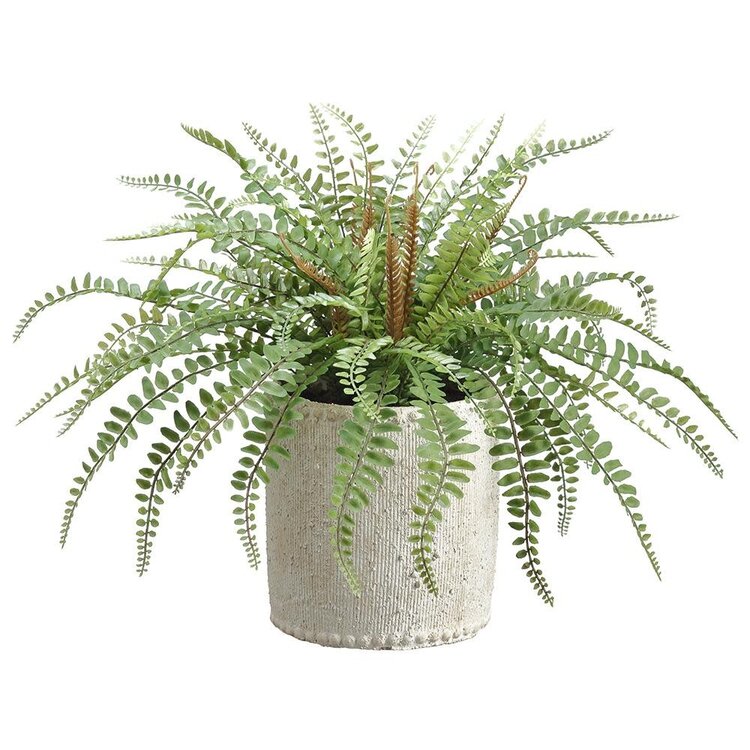 14" Sword Fern in Cement Container