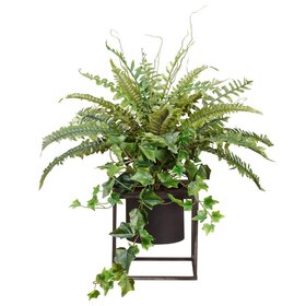 Fern/Ivy in Planter