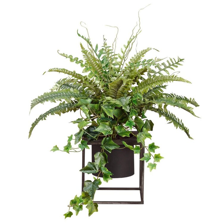 Fern/Ivy in Planter