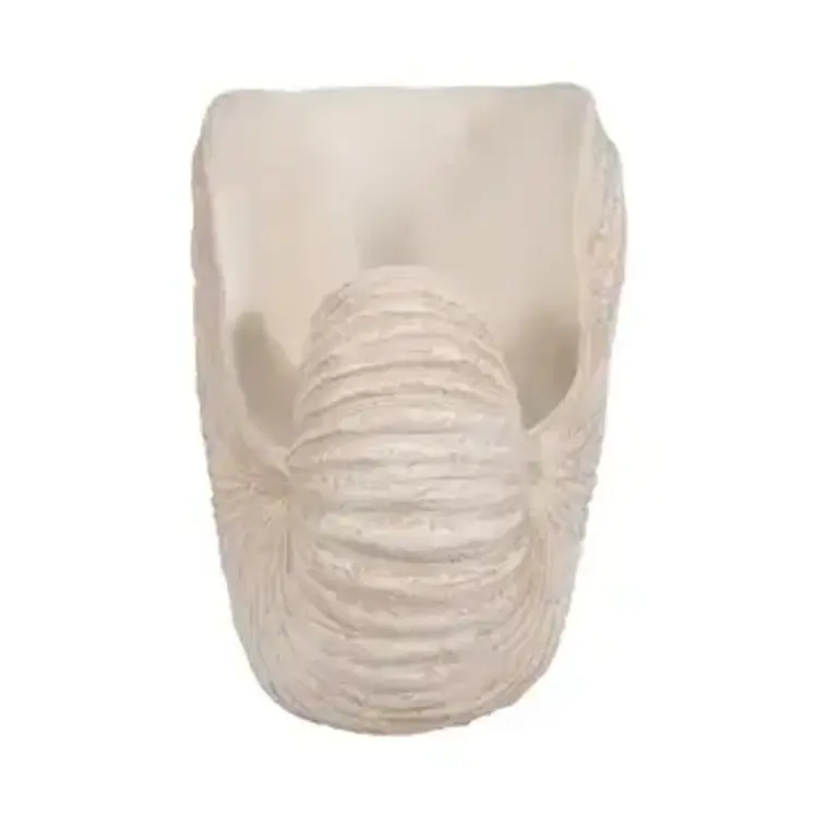 Sagebrook Home Ivory Resin Textured Solid Coastal Shell