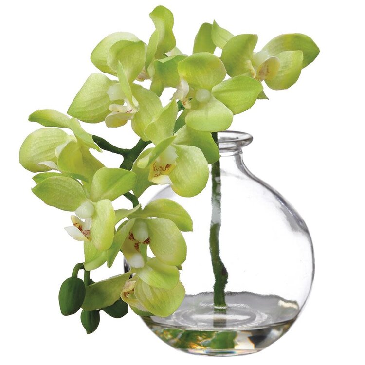 10" Phalaenopsis Orchid in Glass Vase