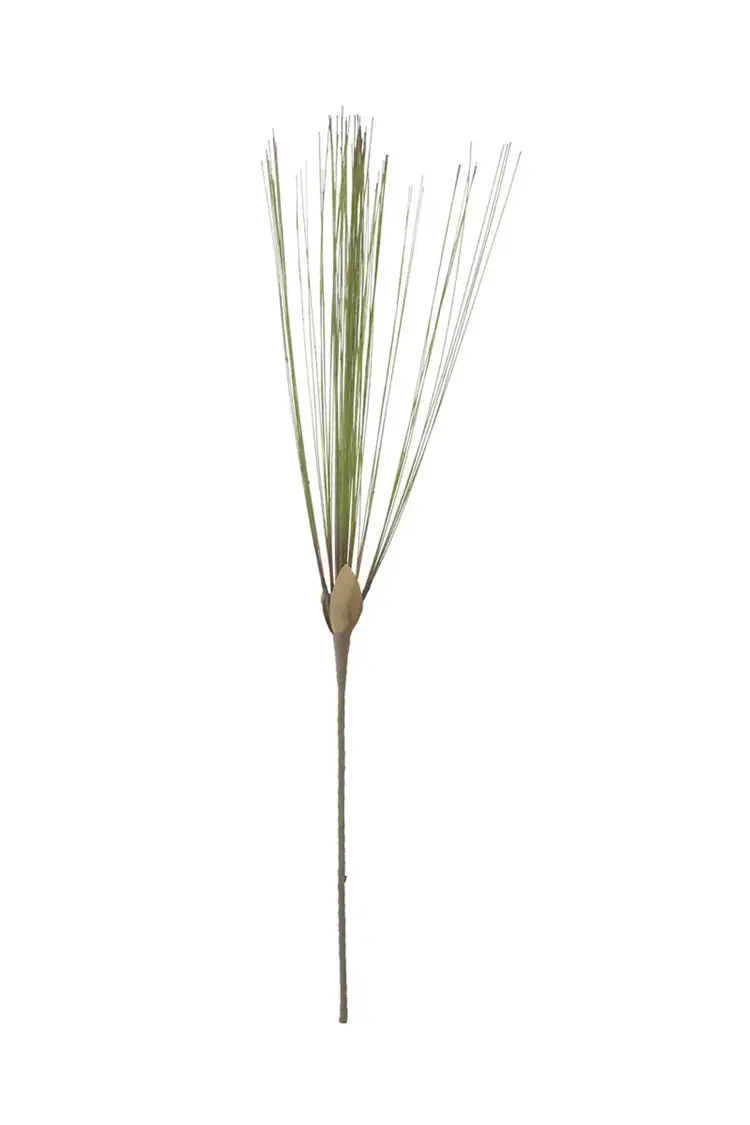 Botanica #3677
