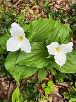 Trillium Grandiflora Bare Root Bundle