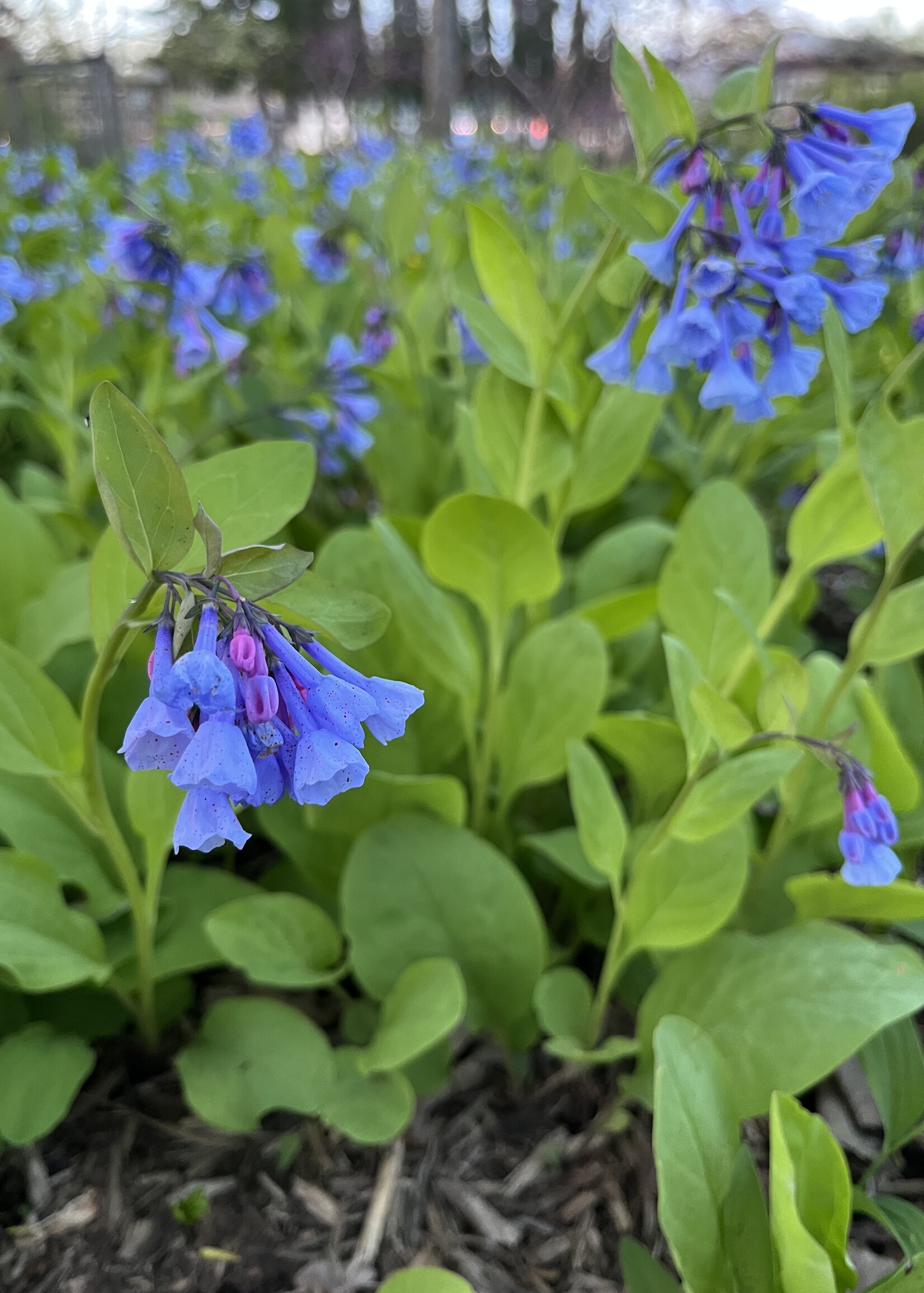 Virginia Bluebell Bare Root Bundle