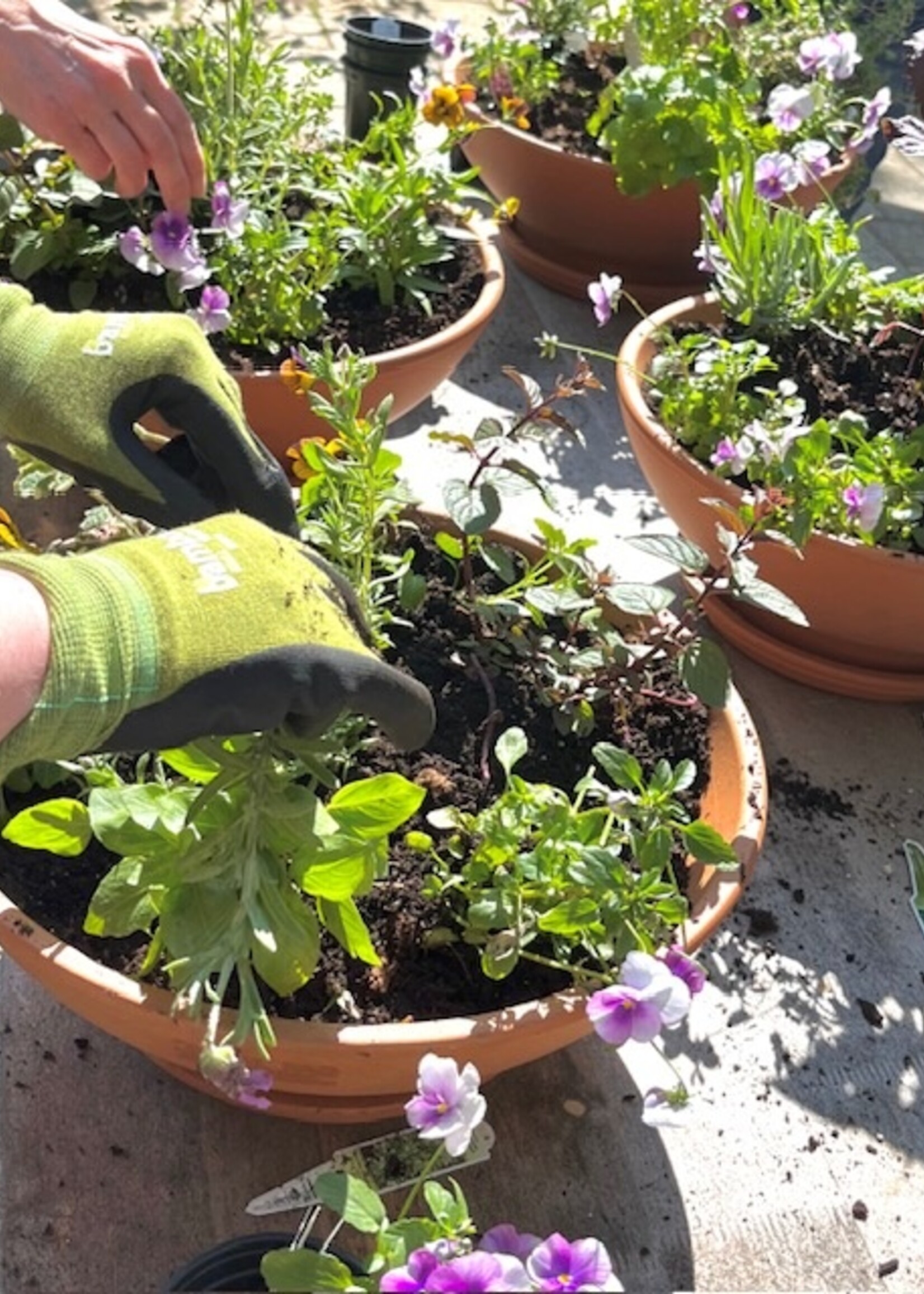 Herb Garden Container Workshop