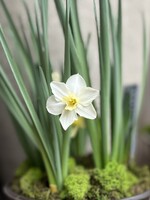 Bulb Garden Workshop: January 17