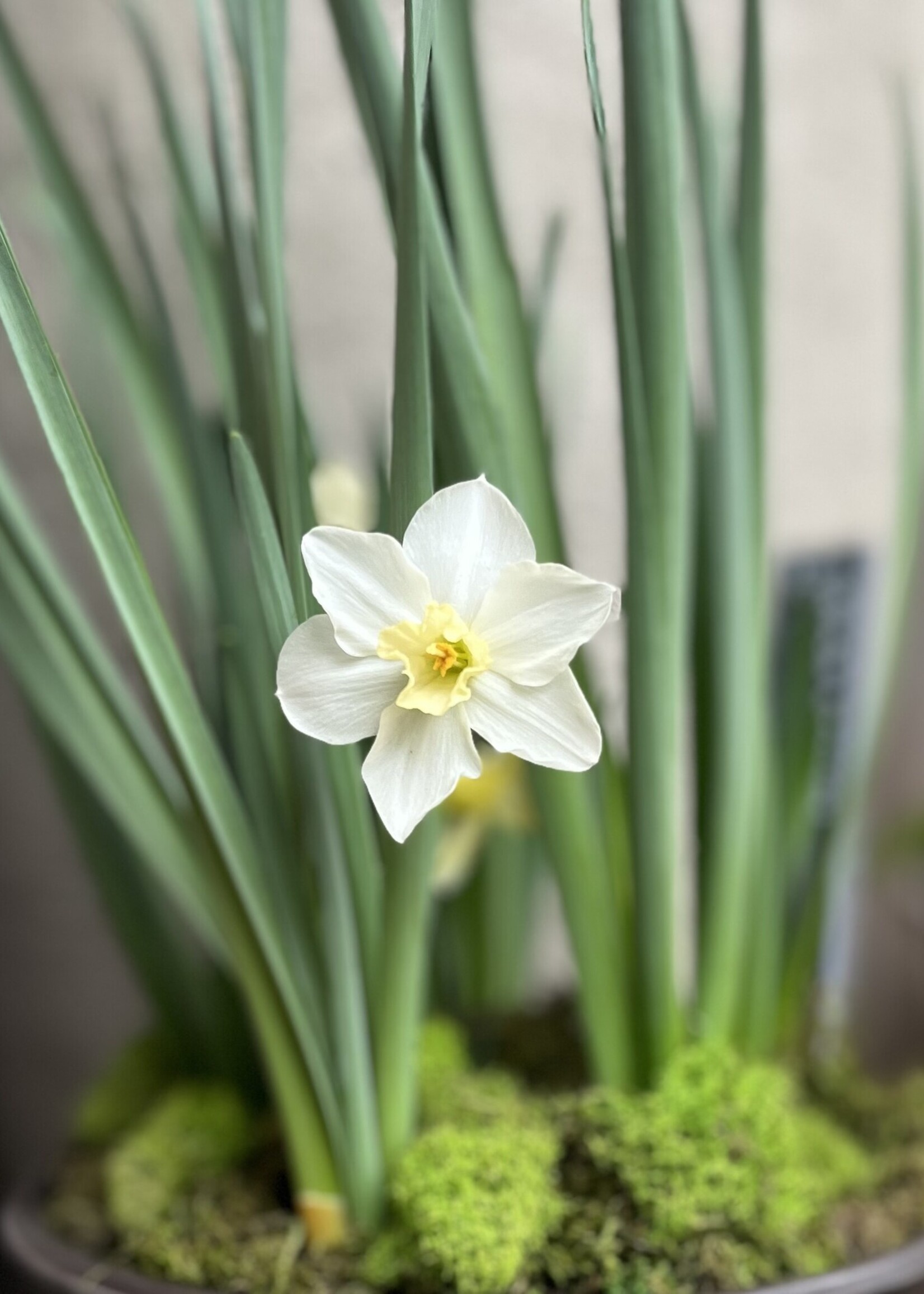 Bulb Garden Workshop: January 17