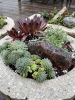 May 31: True North Hypertufa Alpine Planter Workshop