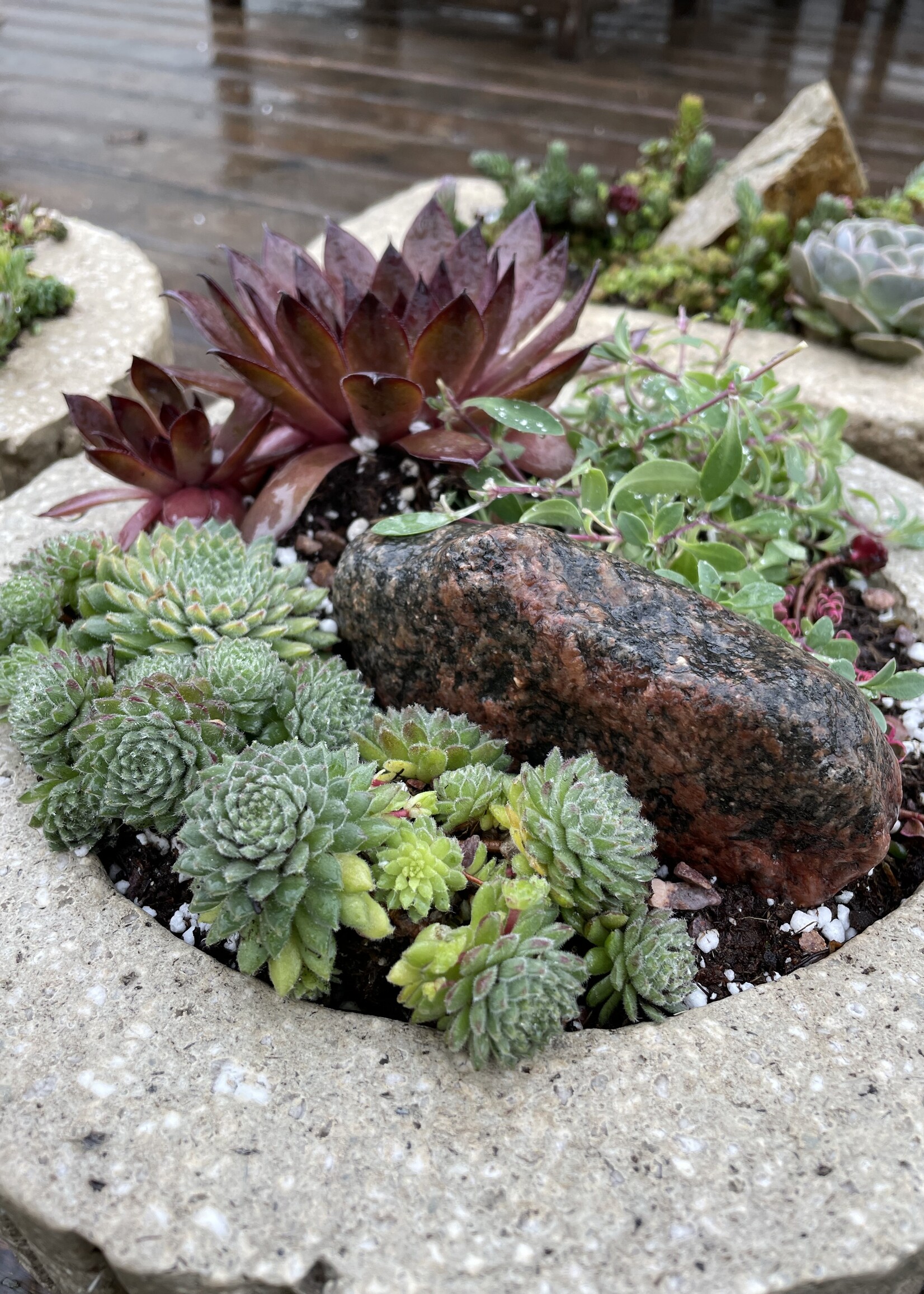 May 31: True North Hypertufa Alpine Planter Workshop