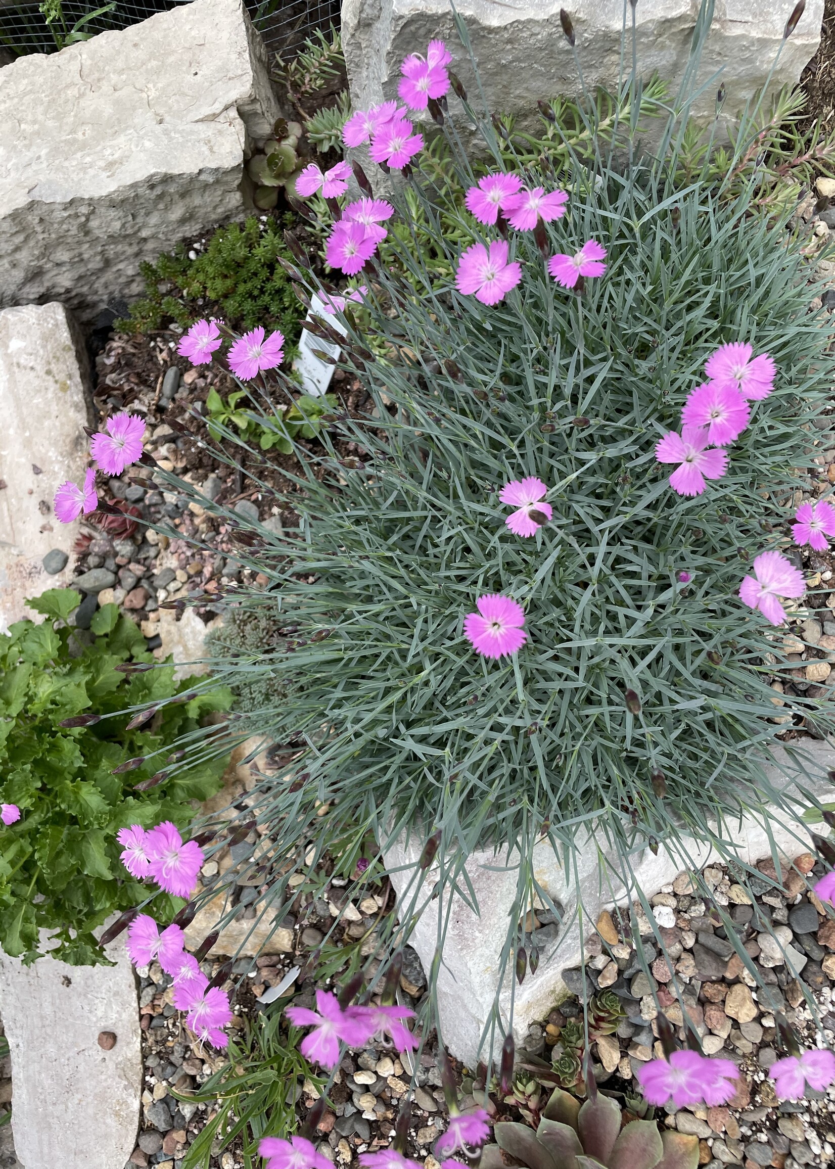 May 31: True North Hypertufa Alpine Planter Workshop
