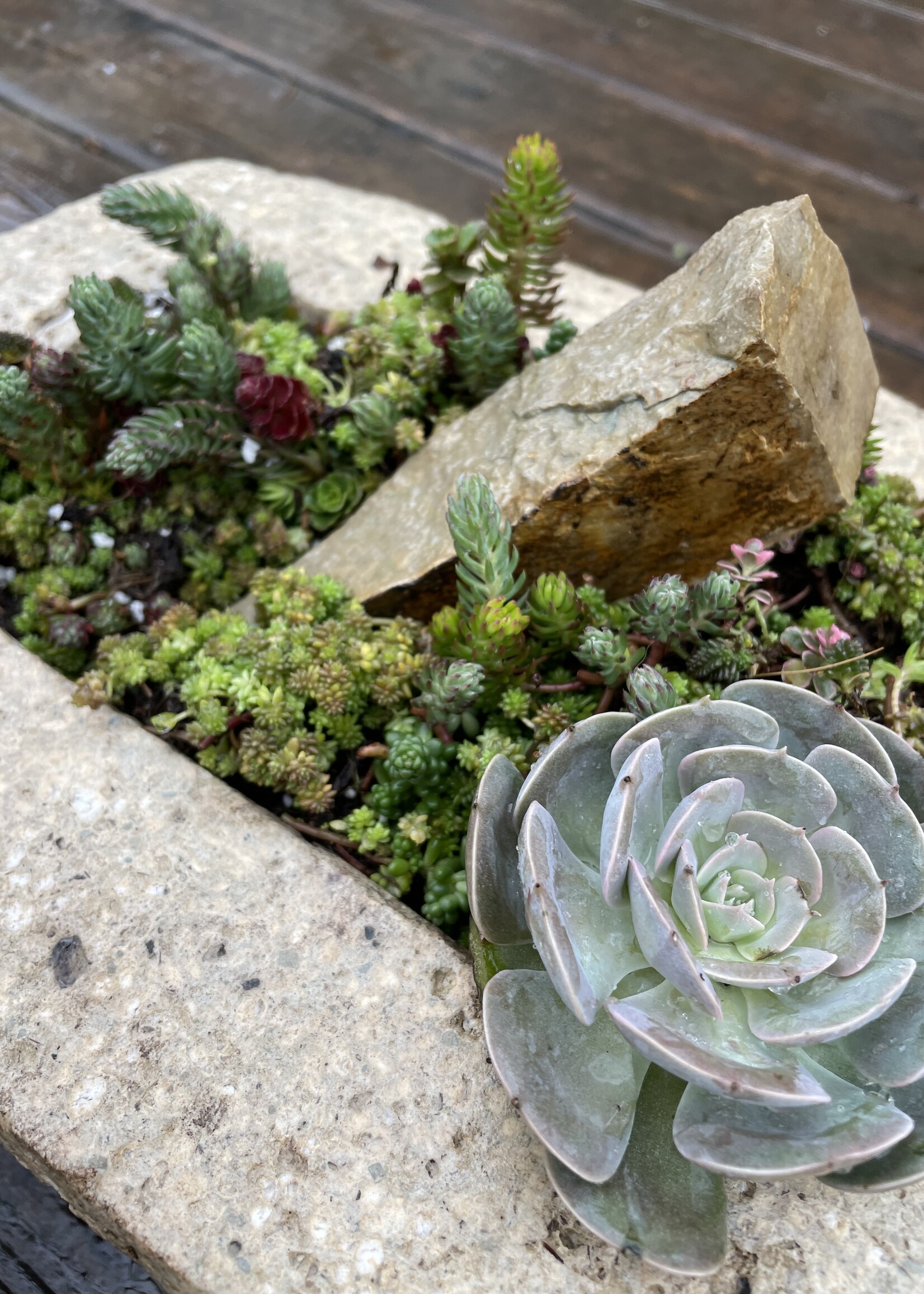 May 31: True North Hypertufa Alpine Planter Workshop