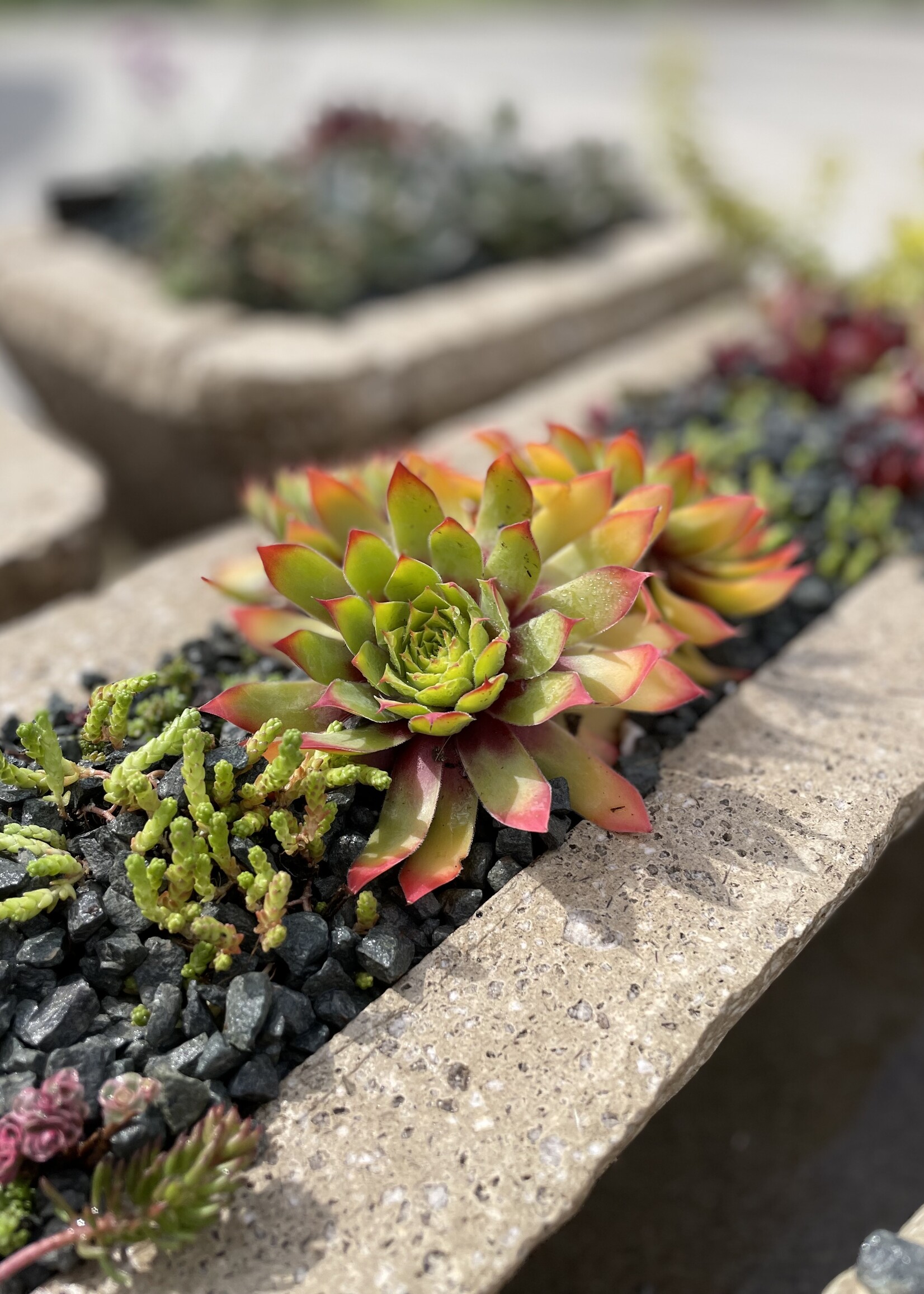 May 31: True North Hypertufa Alpine Planter Workshop
