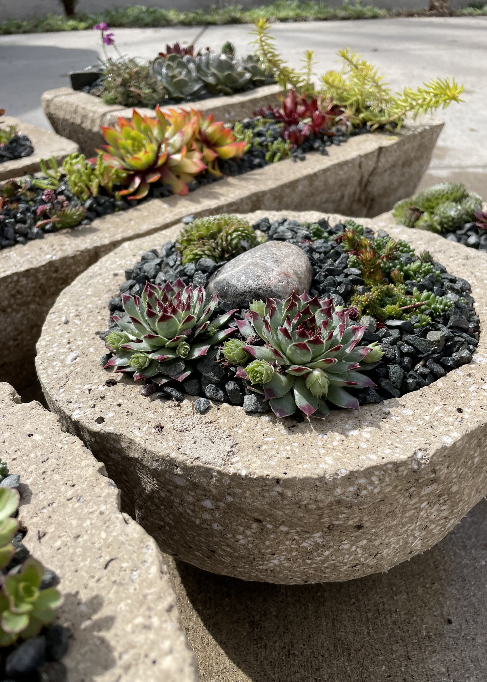 May 31: True North Hypertufa Alpine Planter Workshop