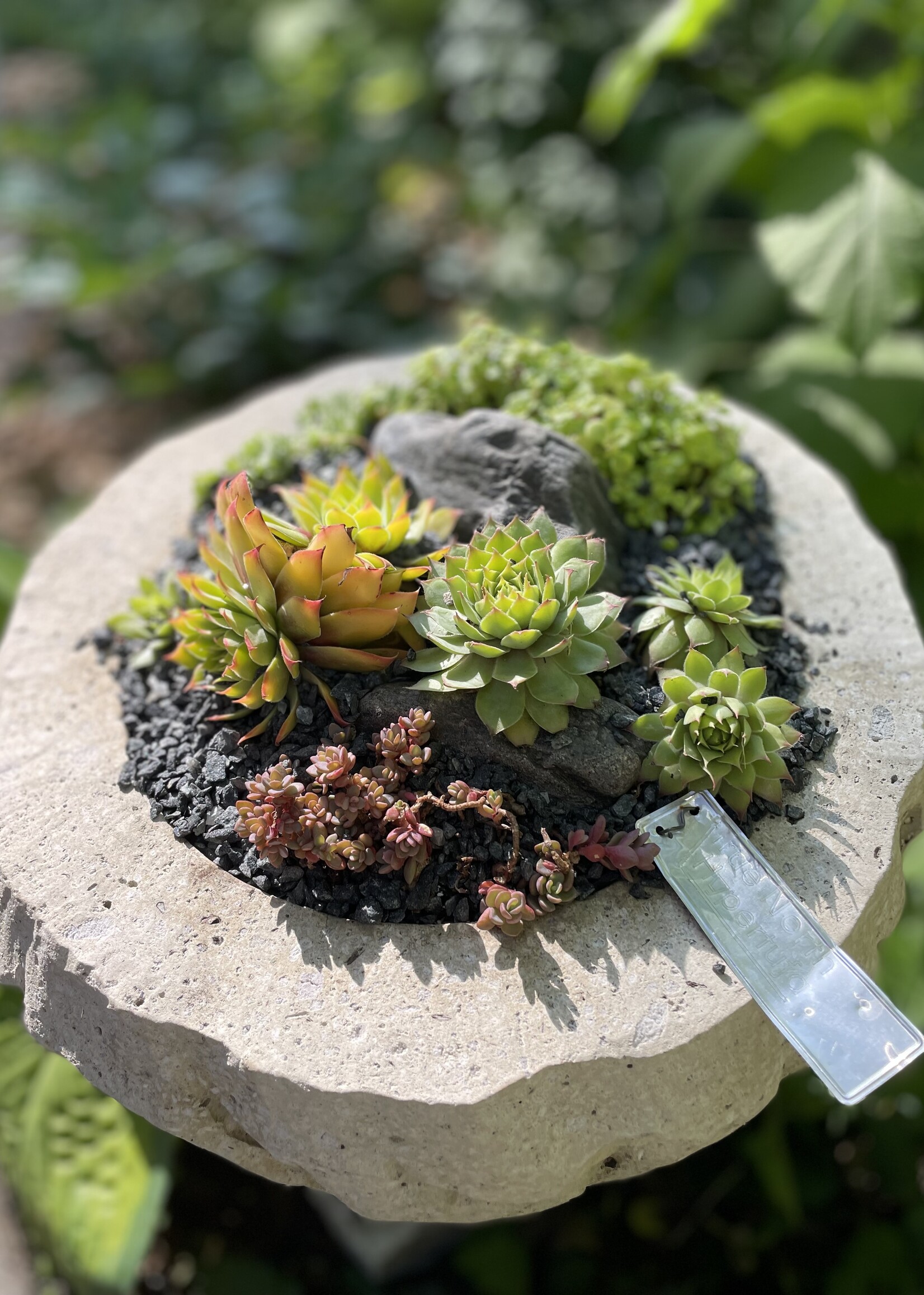 May 31: True North Hypertufa Alpine Planter Workshop