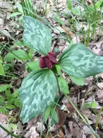 Prairie Trillium Bare Root Bundle