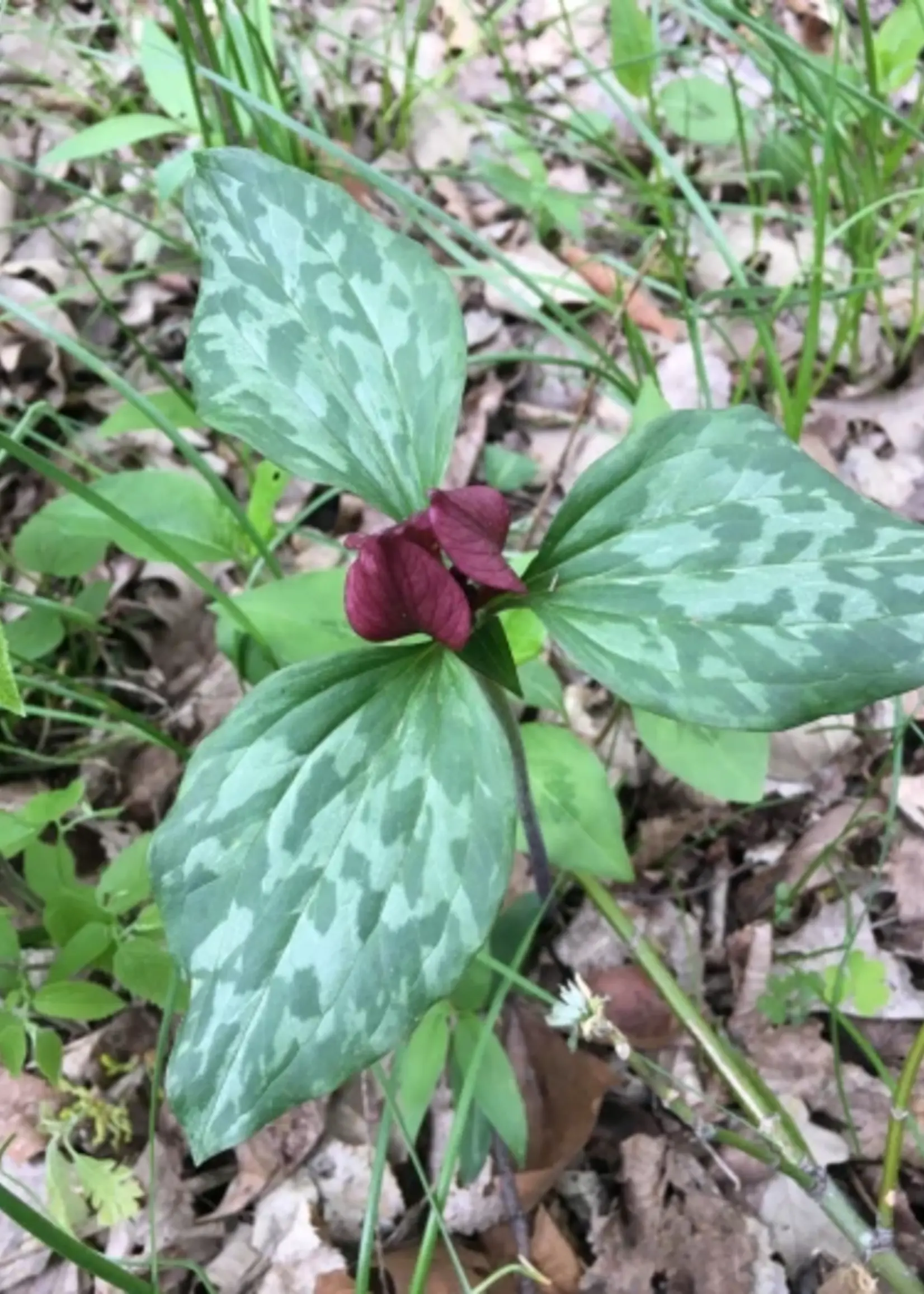 Prairie Trillium Bare Root Bundle
